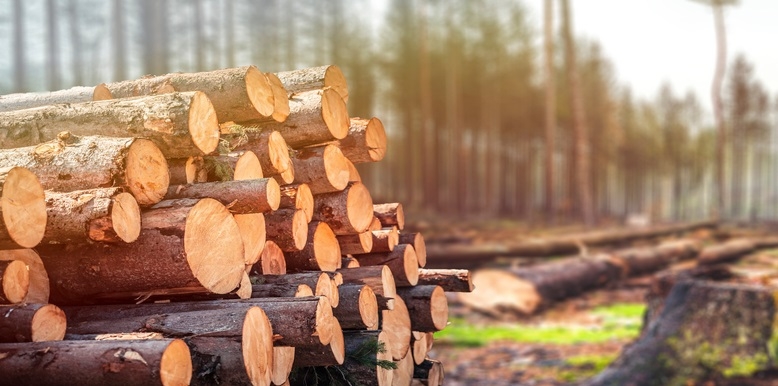 Russian timber industry: key trends